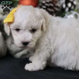 Tiny-Noelle, Bichon Frise Puppy